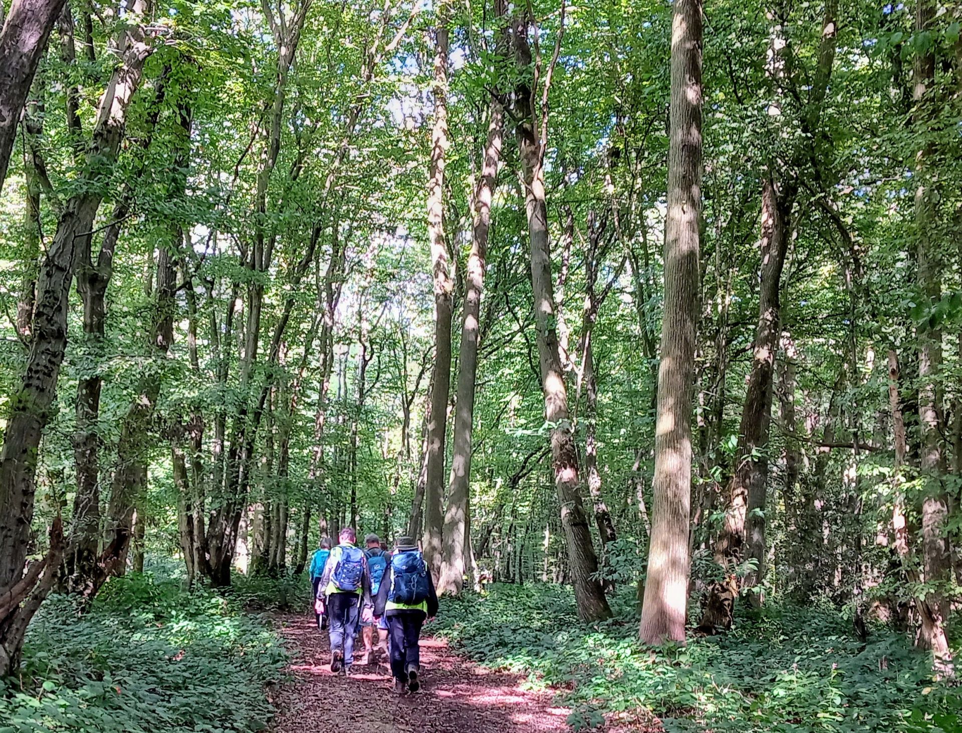 Dering Wood